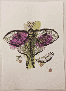 moth-5-2014-poor-quality-photo